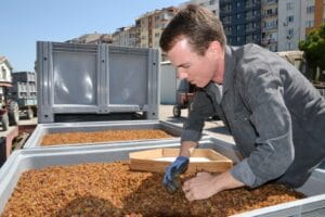 TARİŞ Manisa’da üzüm alımlarına başladı. Ege Bölgesi’nin en büyük tarım