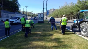 Manisa Büyükşehir Belediyesi Kent Estetiği Dairesi, kent genelinde palmiye budama