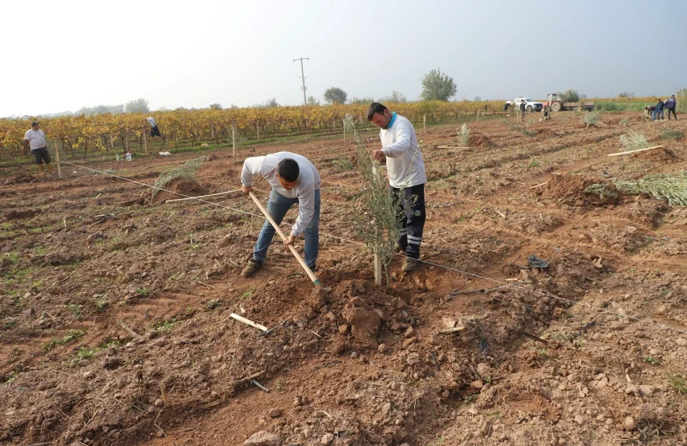 Turgutlu Belediyesinden örnek uygulama: 1790 zeytin ağacı dikildi Turgutlu Belediyesi, diktiği 1790 zeytin fidanından elde edilecek zeytinyağını aşevinde