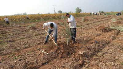 Turgutlu Belediyesi, diktiği 1790 zeytin fidanından elde edilecek zeytinyağını aşevinde
